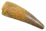 Juvenile Fossil Spinosaurus Tooth - Real Dinosaur Tooth #354834-1